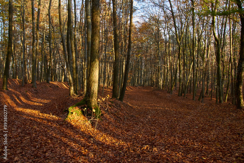 Fototapeta premium golden sunny autumn forest in october