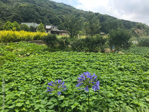 Flower field of Hydrangea in Zhuzihu, Yangmingshan, Taipei, Taiwan photo