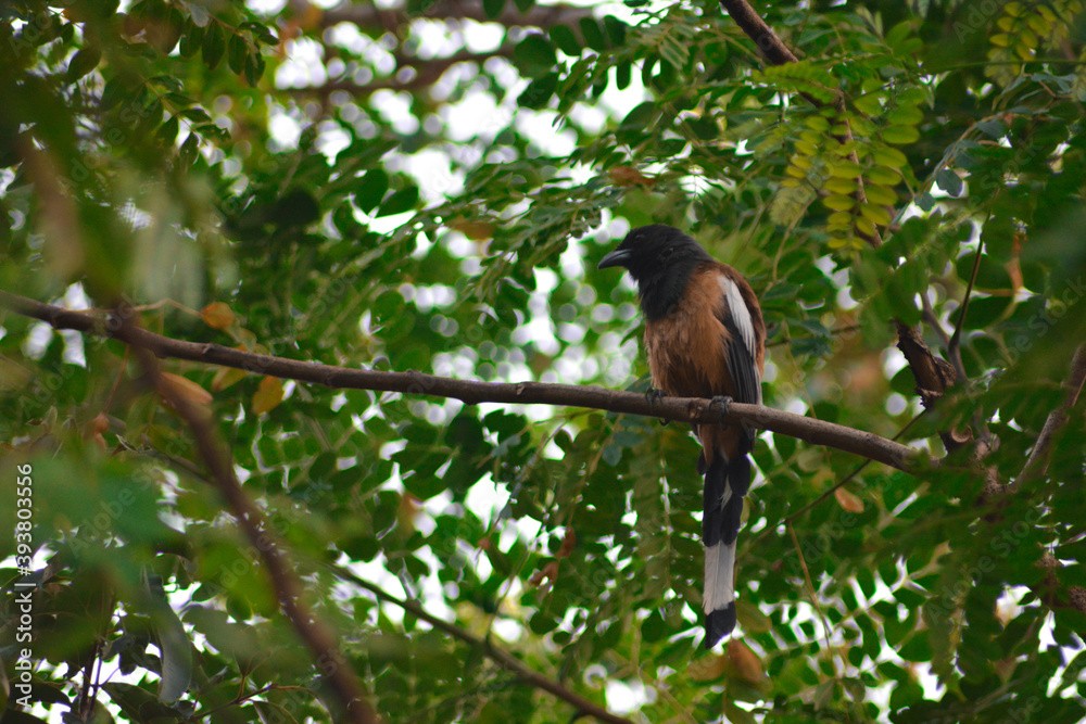 red billed hornbill