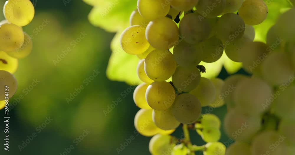 Green grapes hanging in the vineyard with summer breeze Green grapes hanging in the vineyard with summer breeze