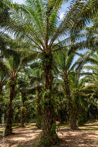 Plantation of palm oil tree at garden In the south of Thailand.