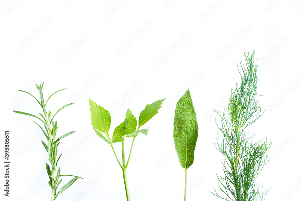 Fototapeta premium Four tiny twigs of aromatic plants, isolated on white