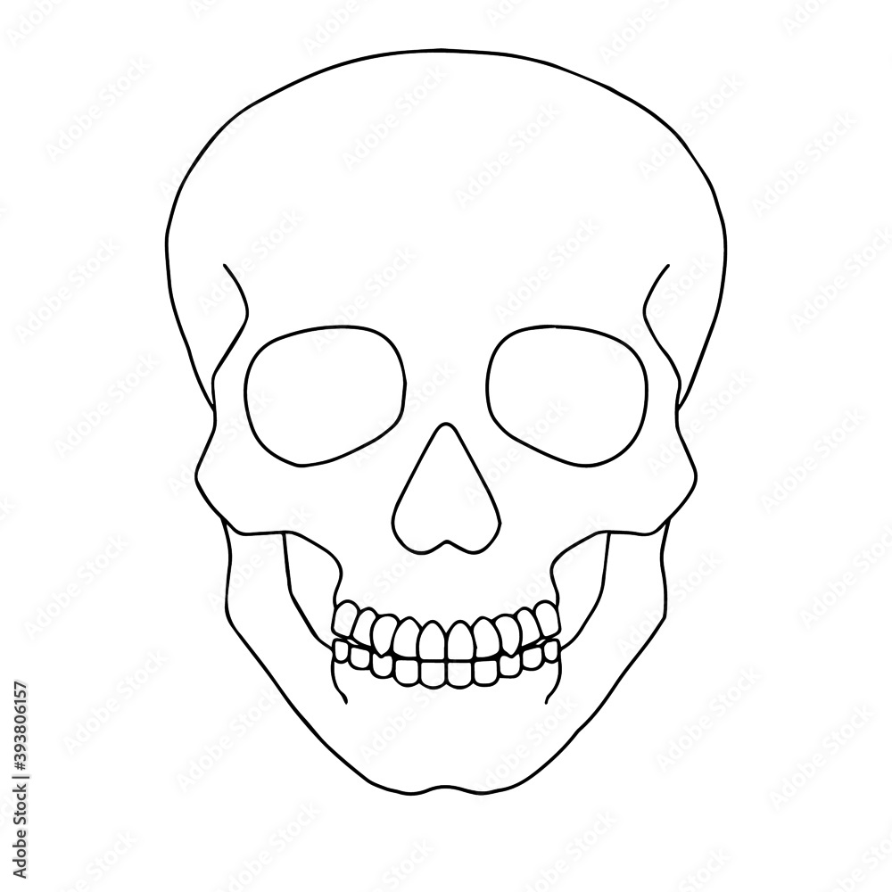 Fototapeta premium skull