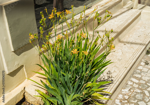 Obraz na płótnie Orchidee w salonie