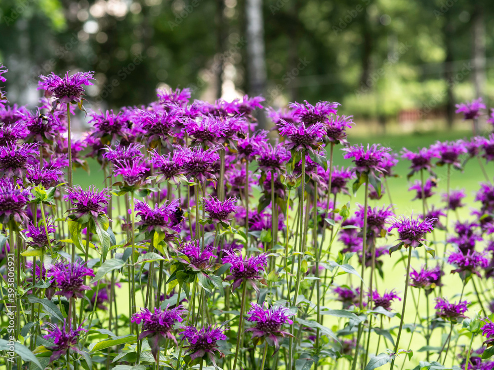 Obraz premium A group of Crimson beebalm (Monarda didyma) Balmy Pink, also a source of antiseptic thymol, blooming