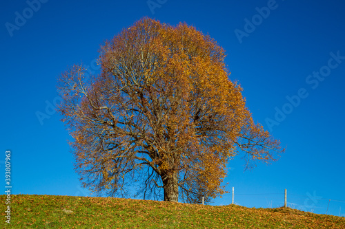 Allgäu - Schweineberg - Linde - Herbst - Baum 