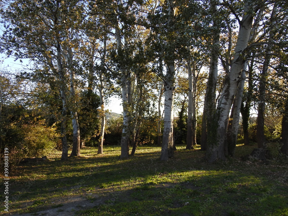 arbre arbre