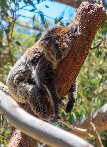 Photography koala in a tree