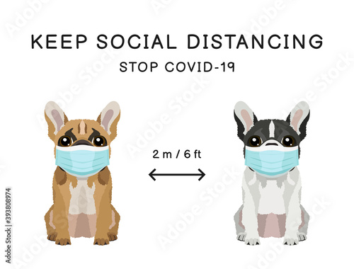 Coronavirus infection spreading prevention information sign with pets wearing medical masks. Two french bulldogs. Inscription Keep social distancing. Stop covid-19 on white background