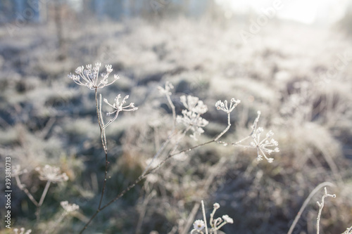 Hoarfrost on dry grass in meadow. Frost covered grass or wild flowers. First frost in autumn countryside meadow. Winter background. Soft fokus. Copy space © fadzeyeva