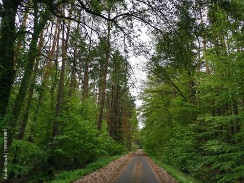 Weg im Wald