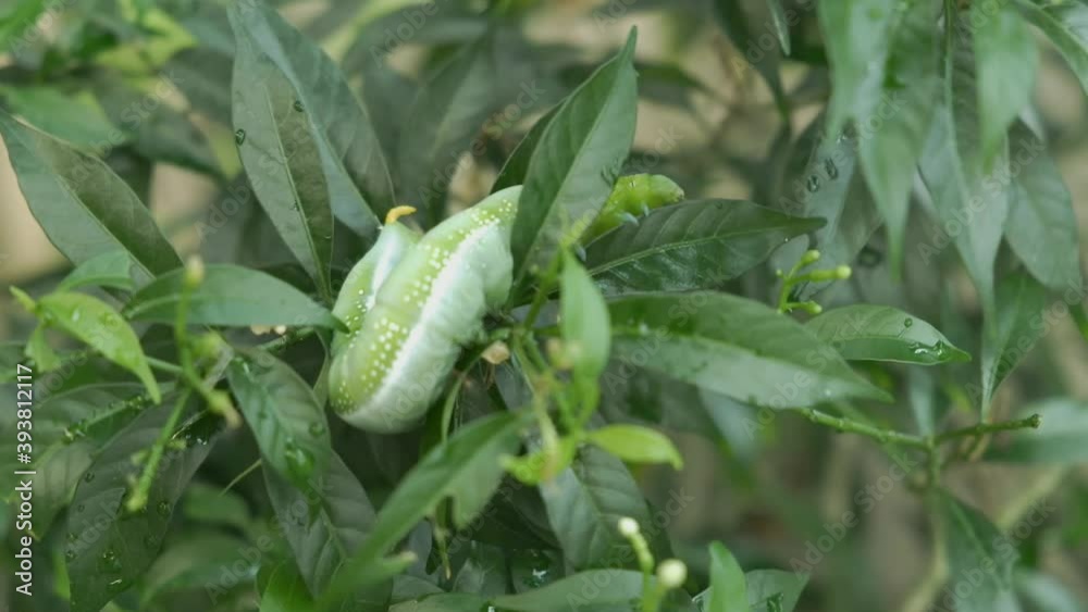 Closeup Daphnis nerii caterpillar, oleander hawk-moth crawling on crape jasmine leaves in the spring summer tropical garden
