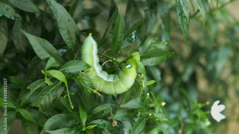 Closeup top view Daphnis nerii caterpillar, oleander hawk-moth crawling on crape jasmine tree in the spring summer tropical garden