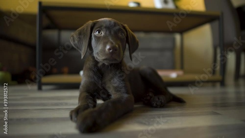 curious and cute chocolate lab puppy