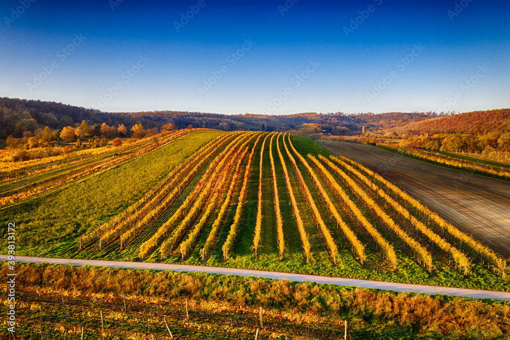 Aerial drone view of colorful vineyards fields in the Austrian Weinviertel region