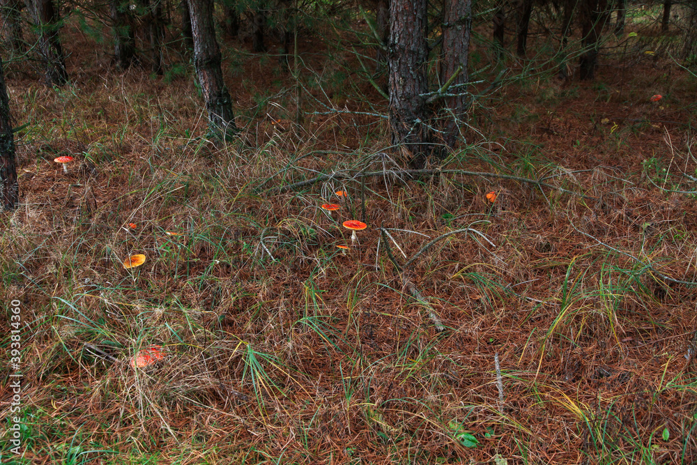 Red beautiful mushrooms of fly agaric among the fallen leaves and coniferous pine needles in the forest in autumn on a Sunny day. Inedible dangerous mushrooms. Red beautiful mushrooms of fly agaric among the fallen leaves and coniferous pine needles in the forest in autumn on a Sunny day. Inedible dangerous mushrooms.