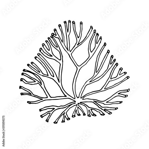 Coral branch. Hand-drawn black and white image of corals. Marine plants. Tracing. Isolated on white