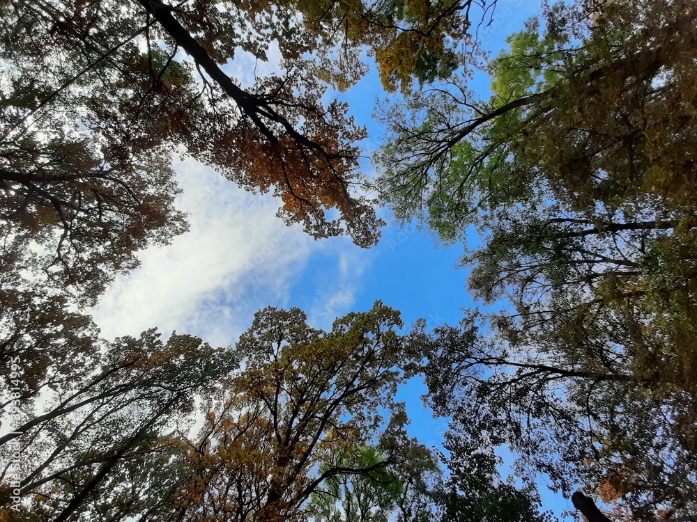 Fototapeta premium trees in the sky