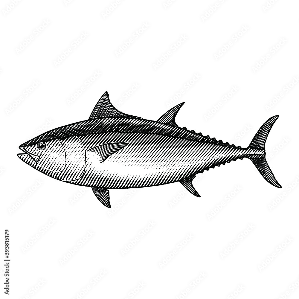 Obraz premium Illustration of Blue Fin tuna on a white background in a vintage style