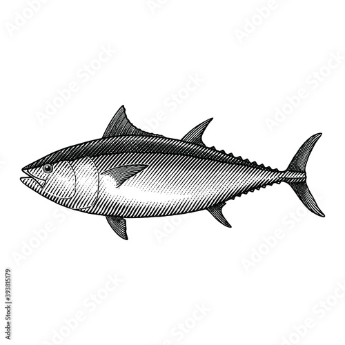 Illustration of Blue Fin tuna on a white background in a vintage style