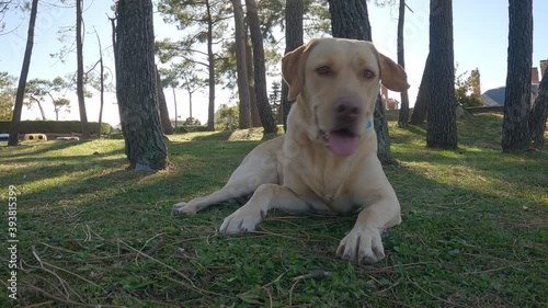 Labrador retriever puppy rests lying on the grass in a forest