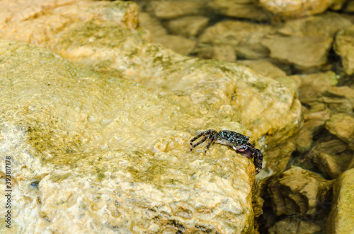 Sea crab on a crawling rock 