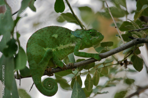 Flap-necked Chameleon (Chamaeleo dilepis) sitting in tree, Serengeti; Tanzania