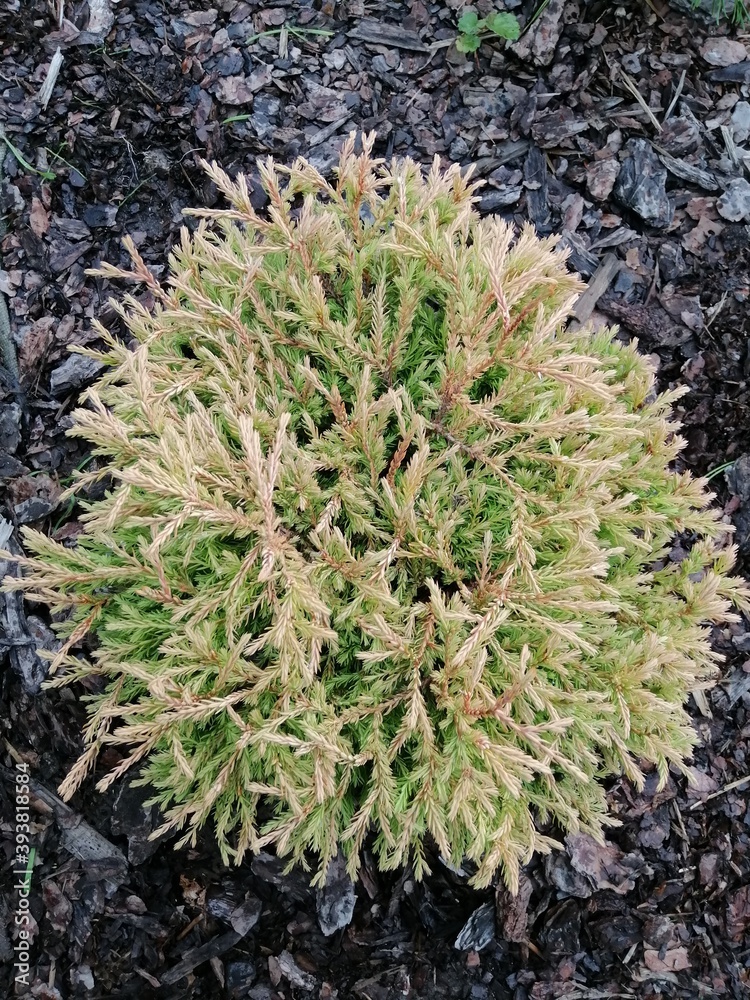 Thuja occidentalis Golden Tuffet on a mulched pine bark bed with coniferous plants. flower Wallpaper. Thuja occidentalis Golden Tuffet on a mulched pine bark bed with coniferous plants. flower Wallpaper.