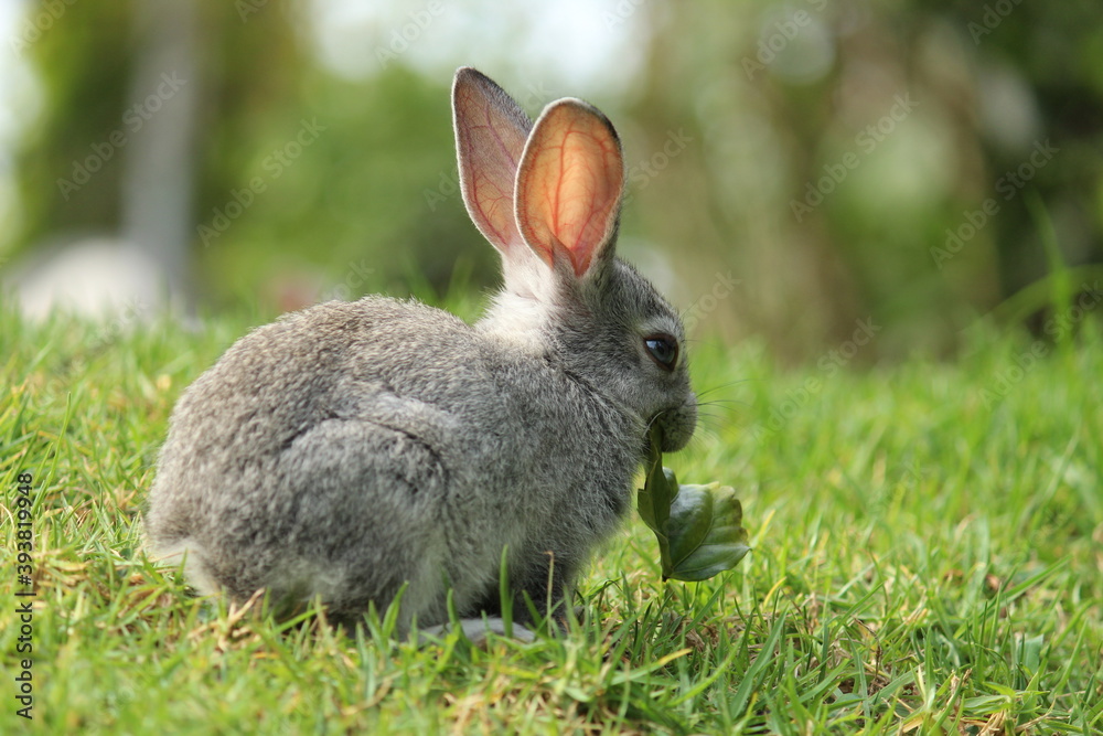 Fototapeta premium rabbit in the grass