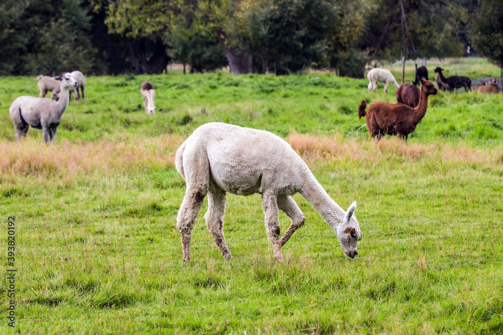 Fototapeta premium Herd of lamas after haircut is grazed