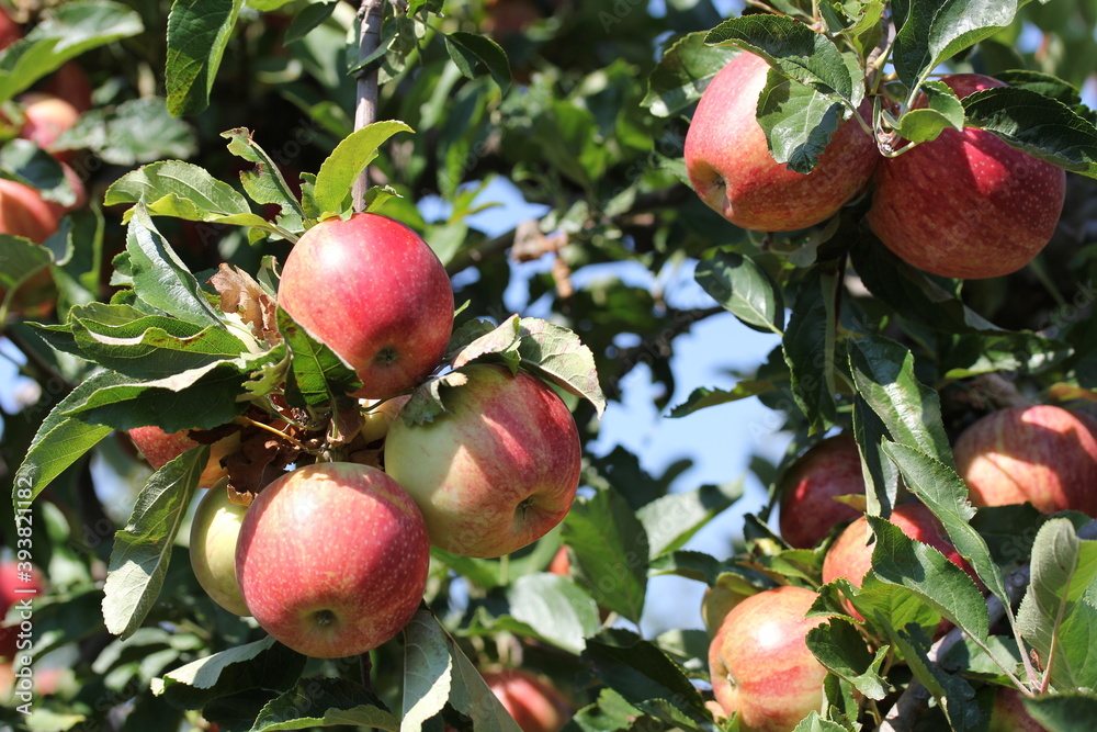 Pomme Pomme