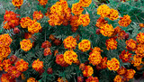 Bush of orange flowers and green leaves