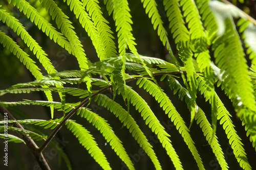 Sydney Australia, Cibotium barometz also known as golden chicken fern or woolly fern native to southeast asia,
is a folk medicinal herb photo
