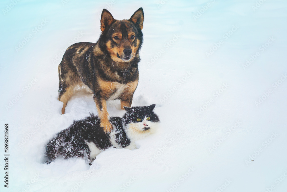 Dog and cat playing together outdoors in deep snow