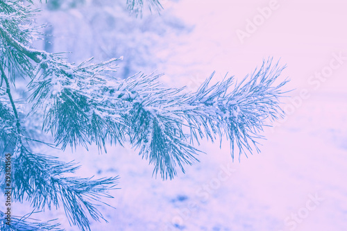 Pine tree branch covered with snow. Snowy forest