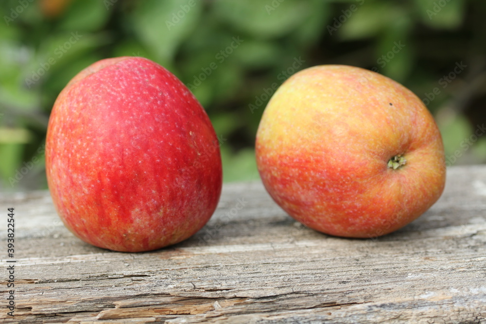 Pomme Pomme