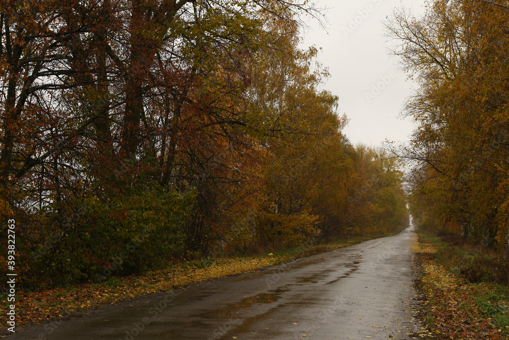 autumn roadside landscape with trees in yellow leaves autumn roadside landscape with trees in yellow leaves
