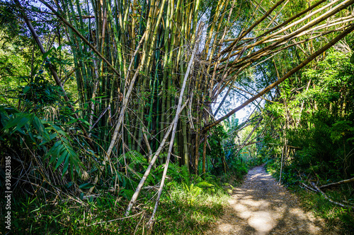 Giant bamboo tree on Reunion Island