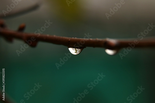 a drop of water hanging from a tree branch © Сергей Луговский