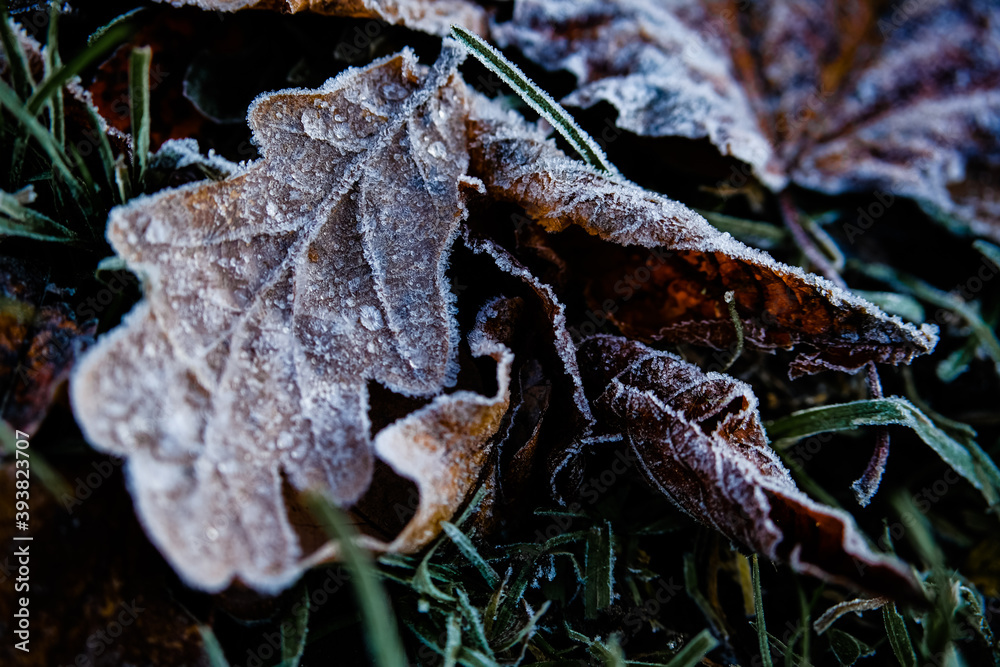Texture of autumn leaves covered with frost and ice on a winter day