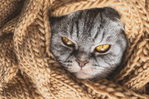 The gray Scottish fold cat sleeps wrapped in a warm beige scarf. Cozy cute warm home concept with a pet.