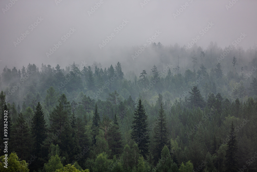 Fog in the forest