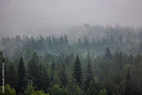 Fototapeta Naklejka Na Ścianę i Meble -  Fog in the forest