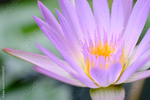 macro pollen of purple lotus