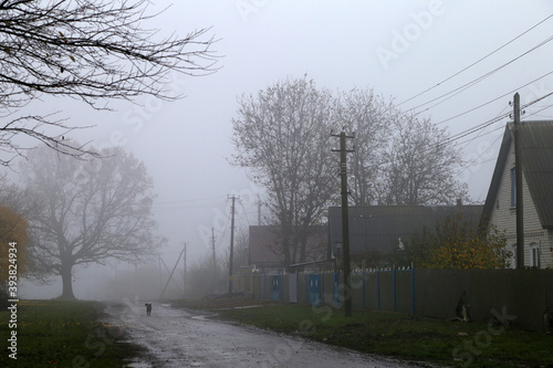 autumn rural street in fog and old oak tree