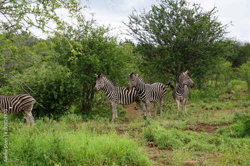 Zebra Herde im Kruger Nationalpark