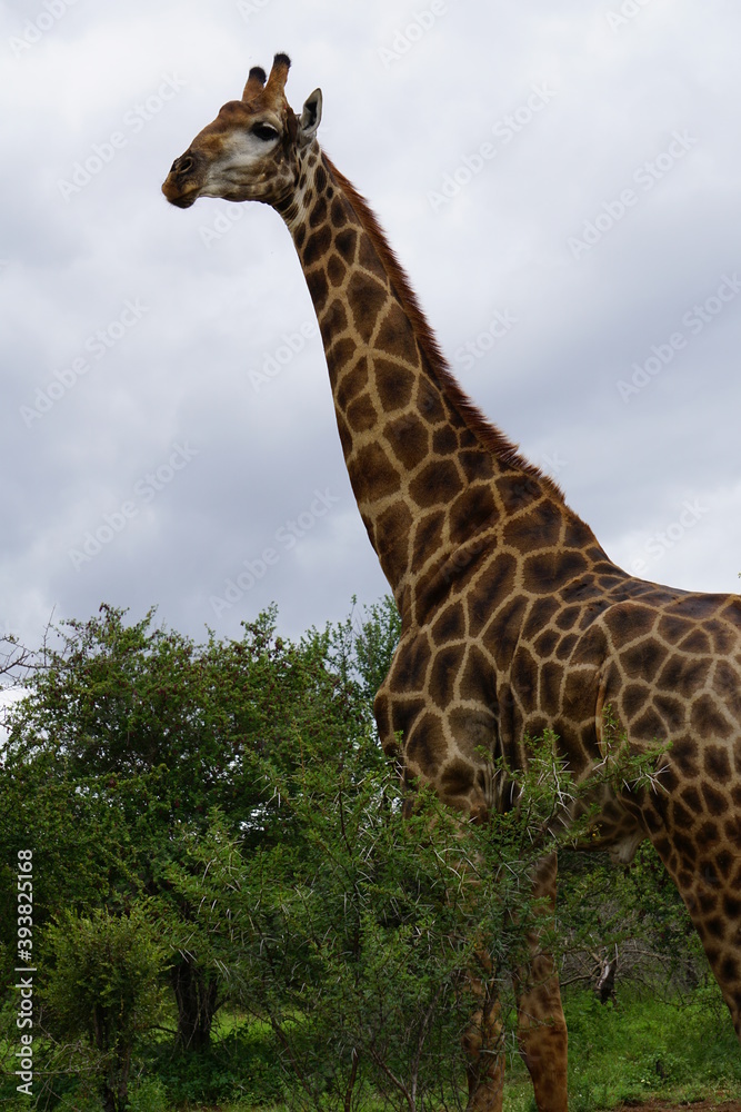 Große Giraffe im Kruger Nationalpark Große Giraffe im Kruger Nationalpark