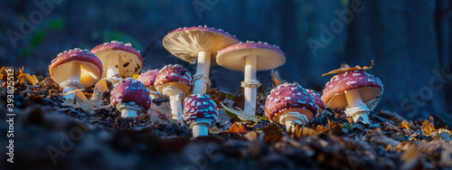 Fotografia Fly agarics glow in the soft evening light. Panoramic image.
