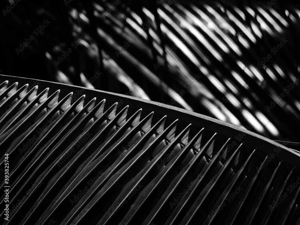 black and white coconut leaf with light and shadow black and white coconut leaf with light and shadow