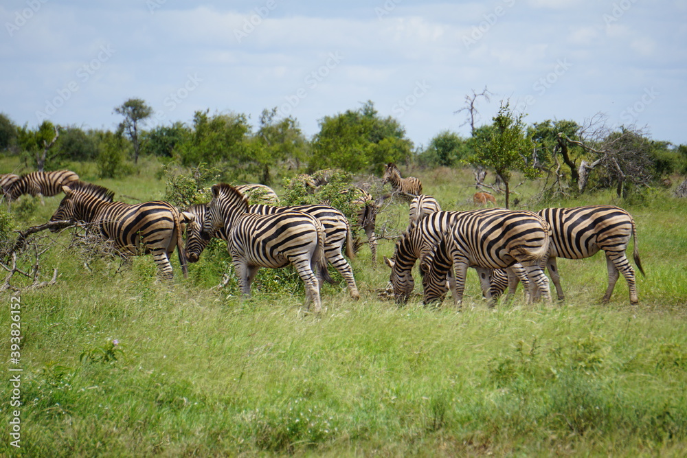 Zebra Herde im Kruger Nationalpark Zebra Herde im Kruger Nationalpark